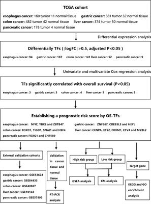 Prognostic and Predictive Value of Transcription Factors Panel for Digestive System Carcinoma